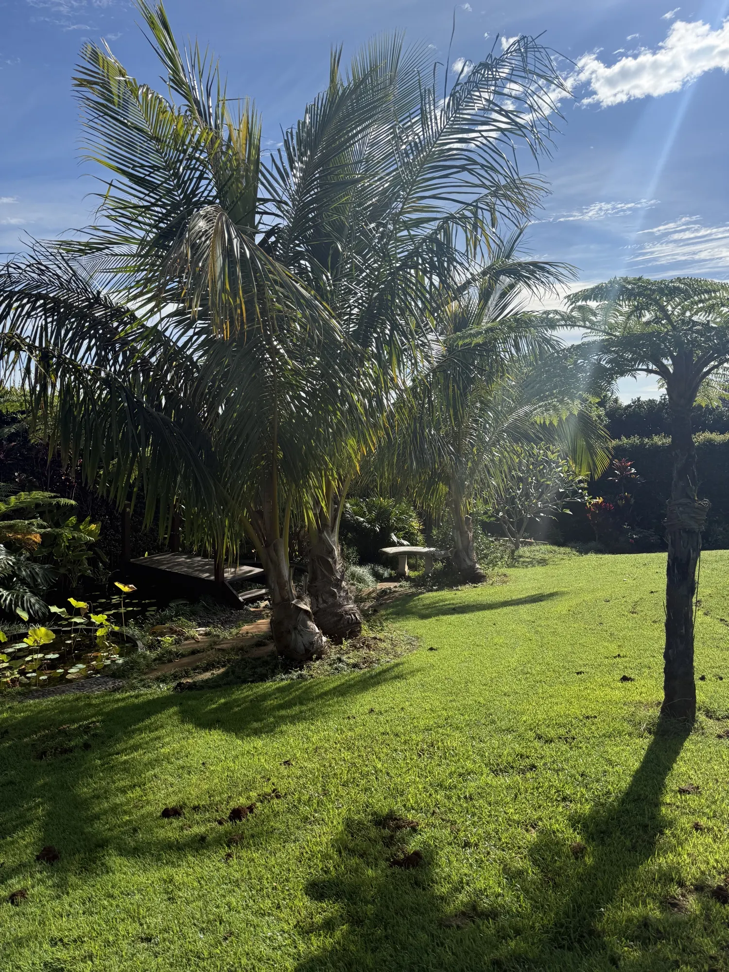 The gardens at Jodha Bai, the lawn and lily pond framed by palms and tree ferns