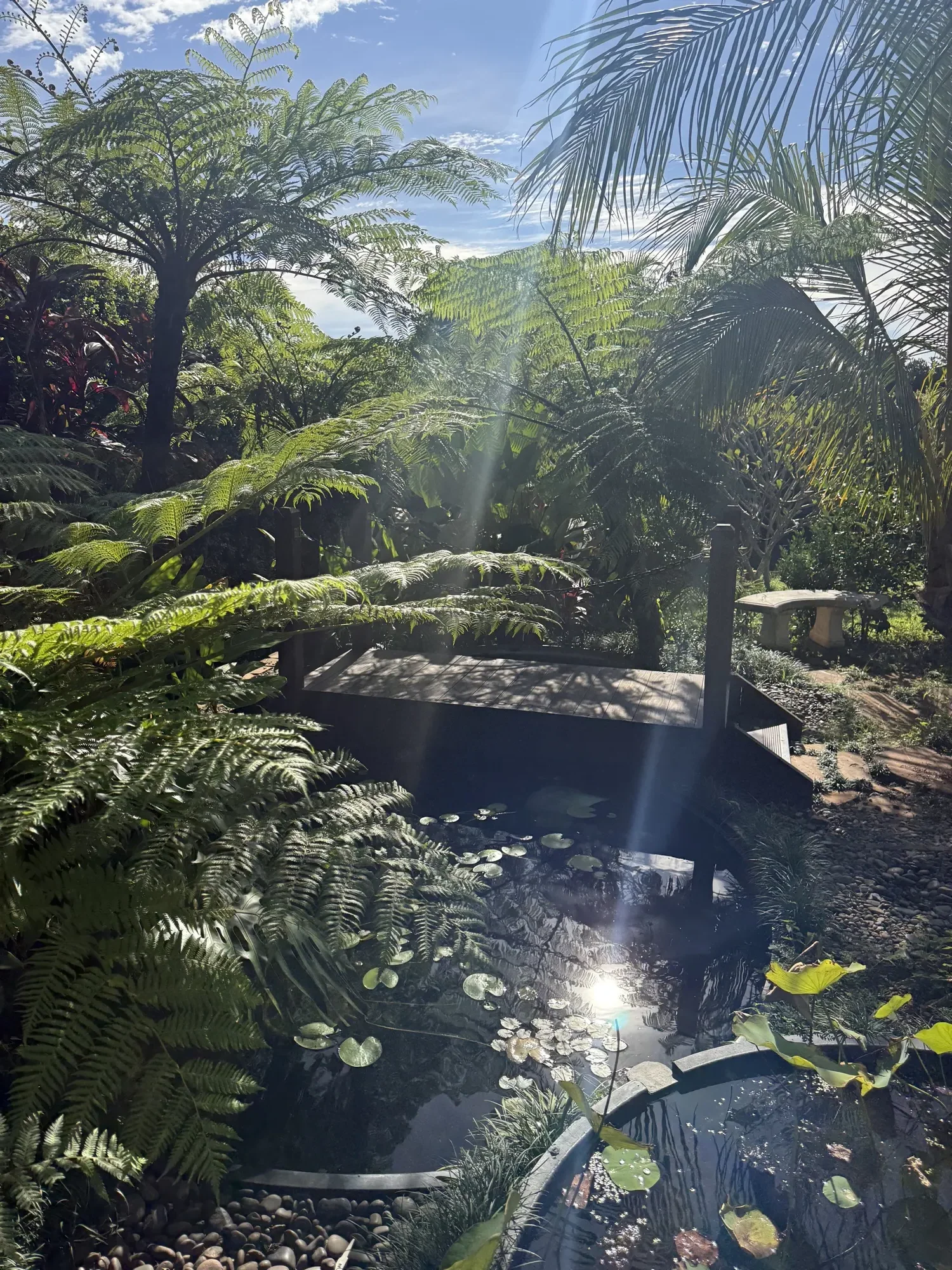 The gardens at Jodha Bai, lily pads on the pond beneath dappled sunlight