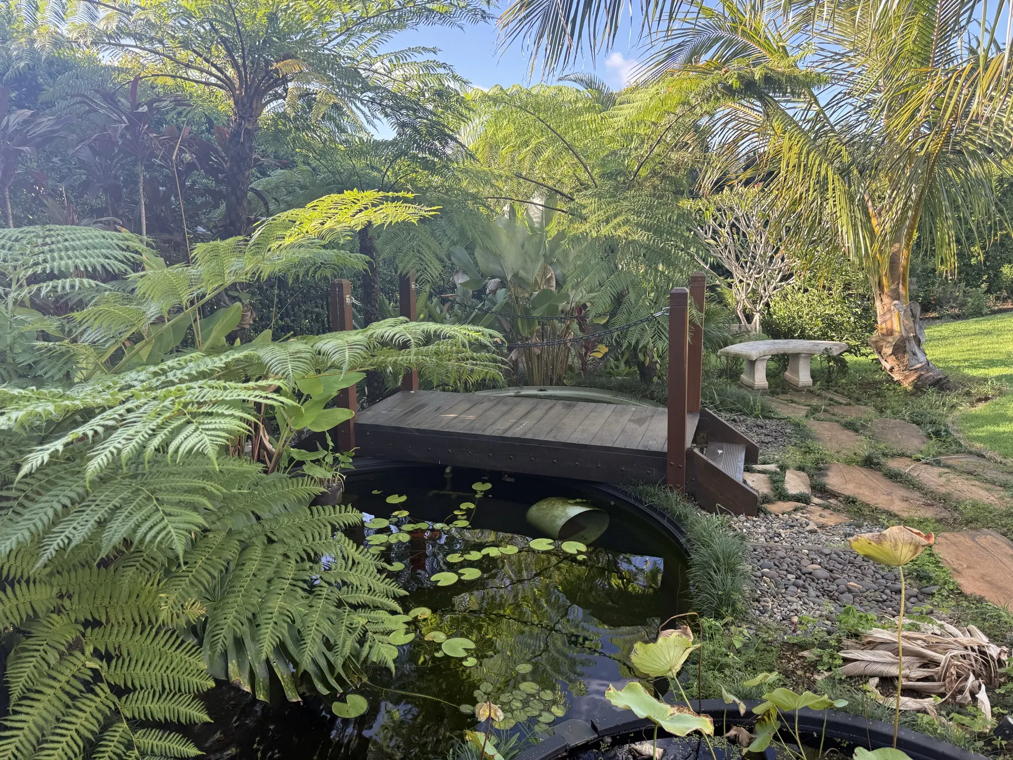 The gardens at Jodha Bai, the timber footbridge over the lily pond among tree ferns